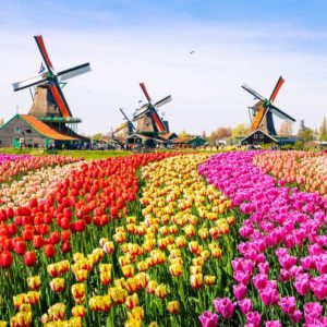 Tulpen in de Noordoostpolder