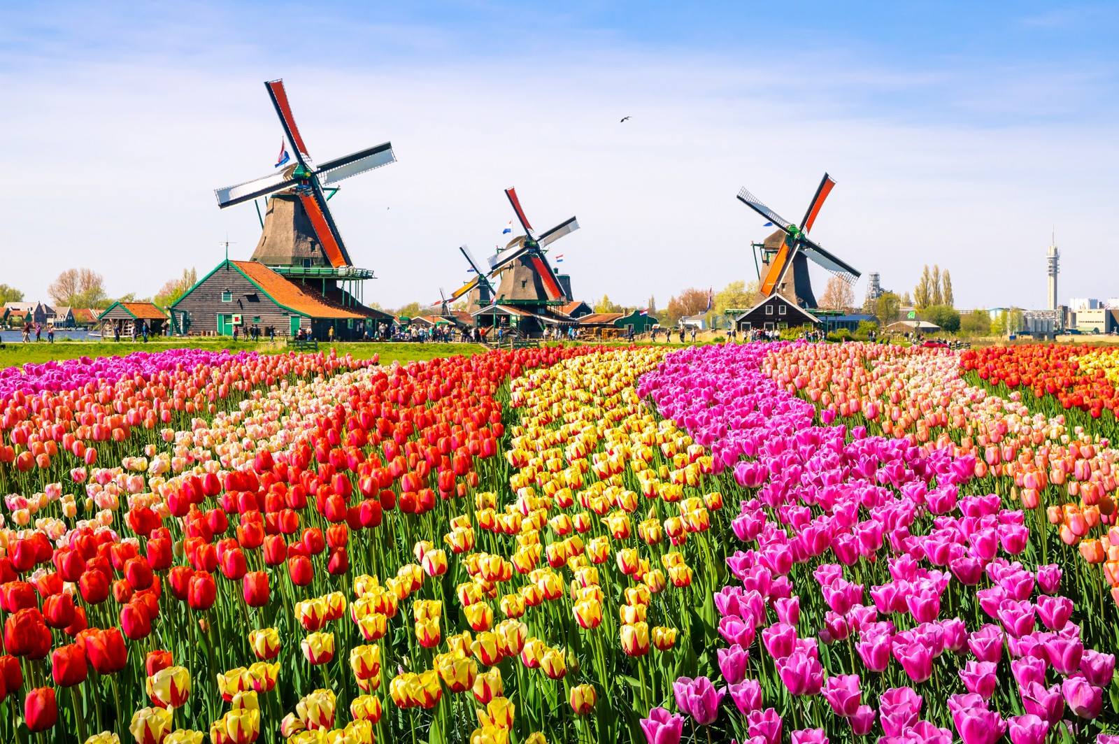 tulpen