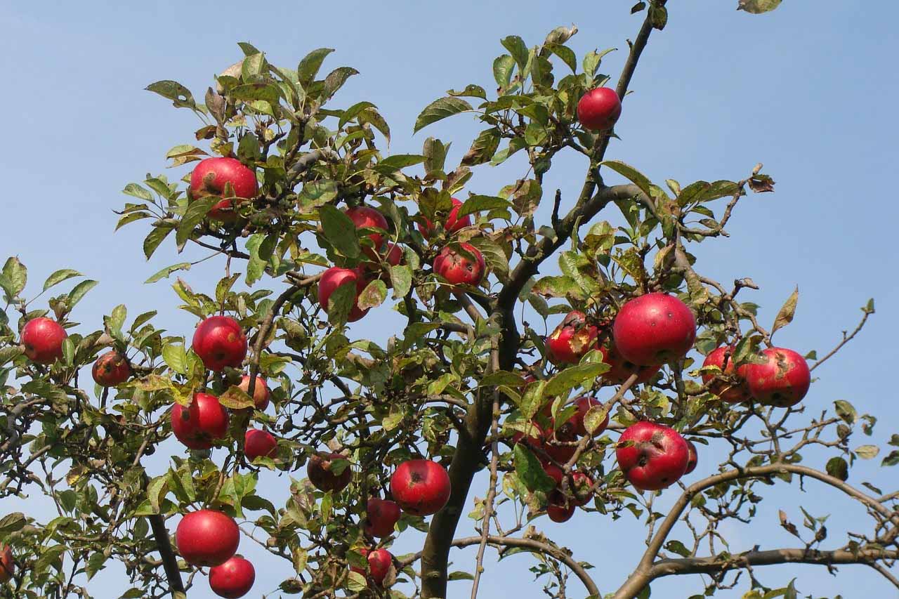 Fruitige herfst